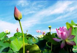 Lotus Flower In Vietnamese Culinary Culture - Hanoi Local Food Tours