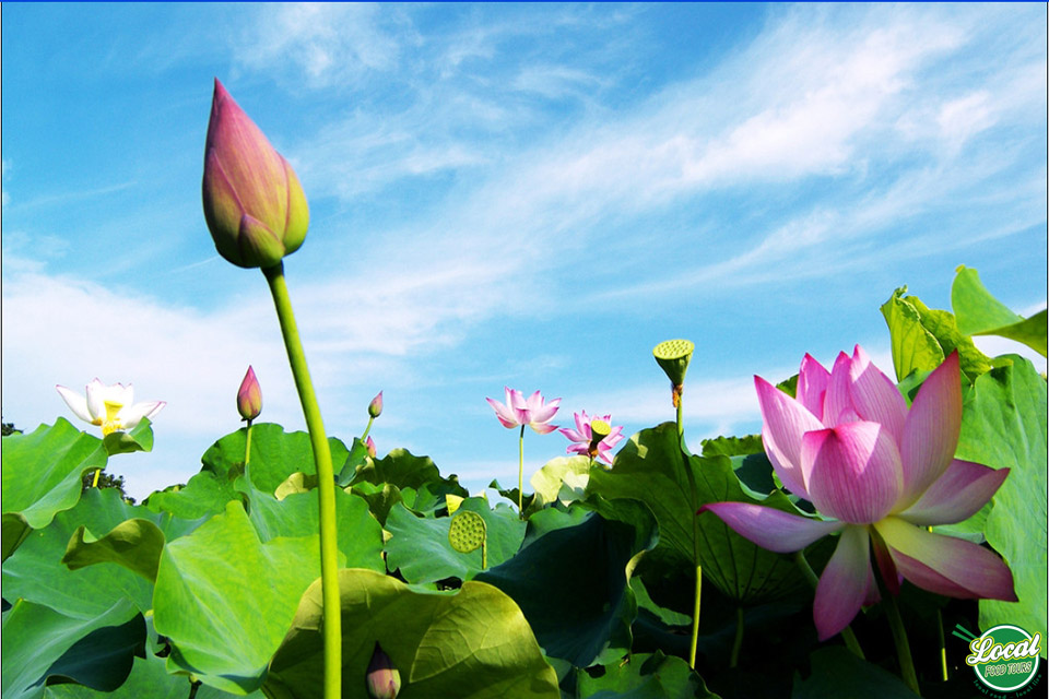 Lotus Flower In Vietnamese Culinary Culture - Hanoi Local Food Tours