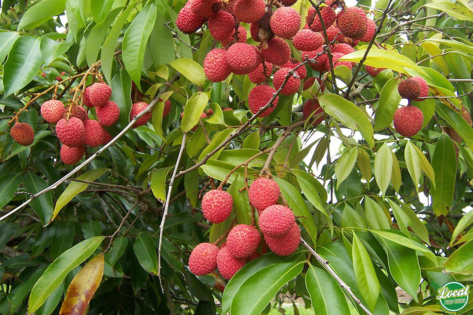 Best Tips For Those Who Love To Eat Fruits - Hanoi Local Food Tours