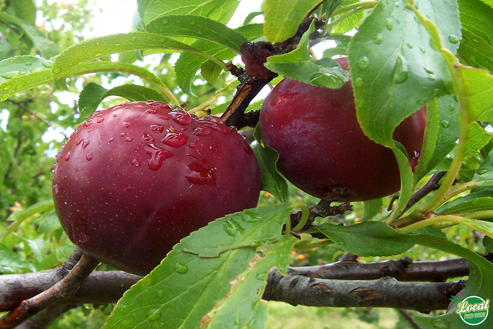 Best Tips For Those Who Love To Eat Fruits - Hanoi Local Food Tours