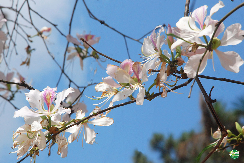 The Journey To Explore The Flower Culinary - Hanoi Local Food Tours