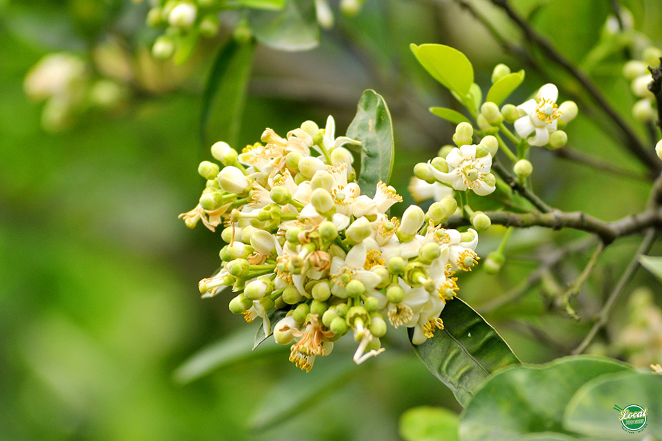 The Journey To Explore The Flower Culinary - Hanoi Local Food Tours