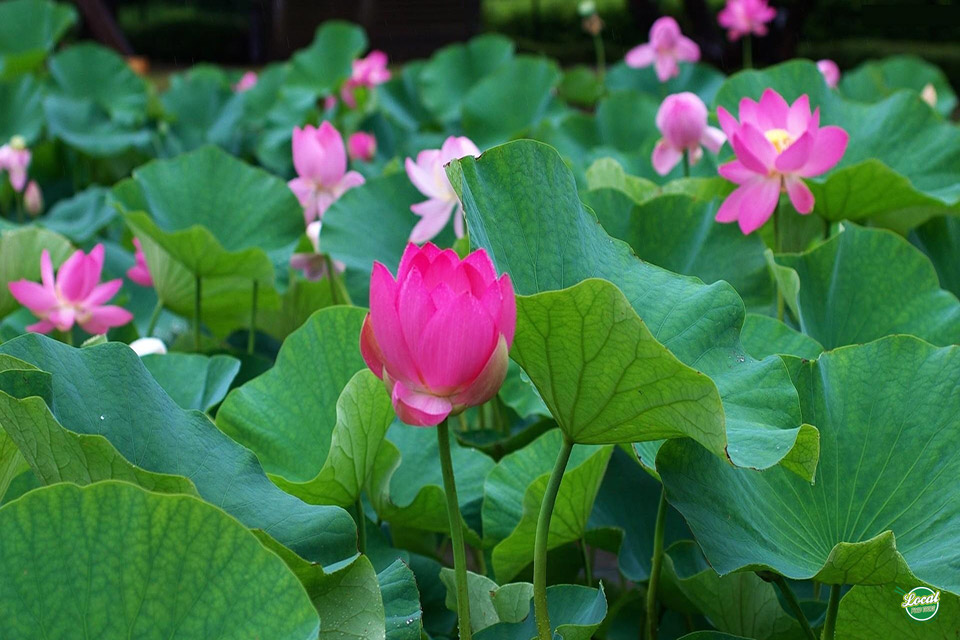 The Yummy Dishes Made From The Lotus Flowers - Hanoi Local Food Tours