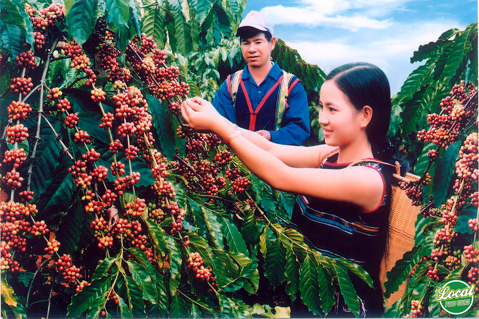 The Charming Plateaus In The Central Highland - Hanoi Local Food Tours