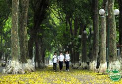 Hanoi Streets Nurture The First Love