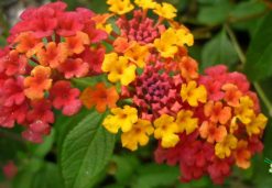 Warm Color Of Goatweed Flower On Hanoi Winter Days