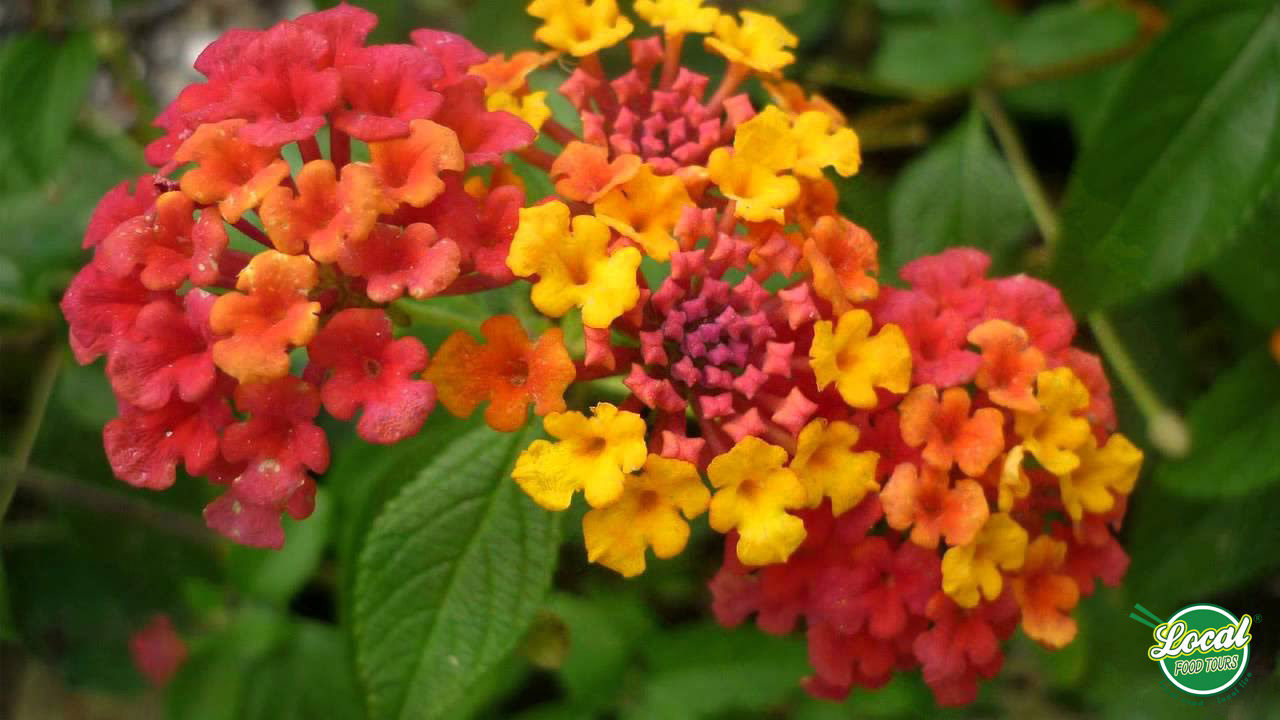 Warm Color Of Goatweed Flower On Hanoi Winter Days