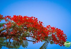 Alluring Colors In Hanoi On Summer Days