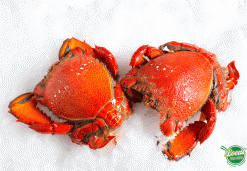 Spanner crab